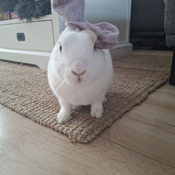 Hondenoppas Oliwia uit Leiden