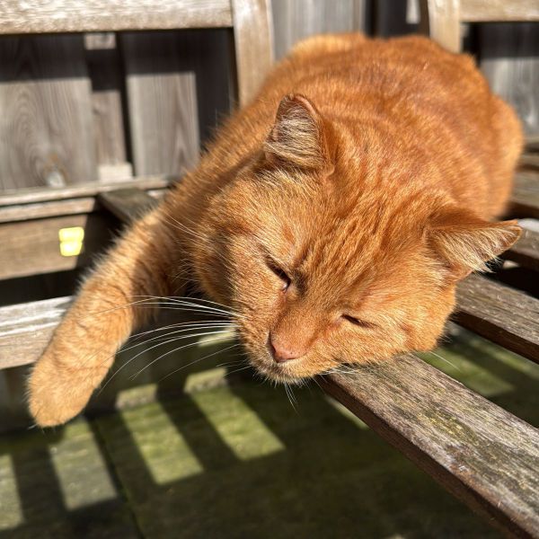 Tuk uit Deventer zoekt een Kattenoppas
