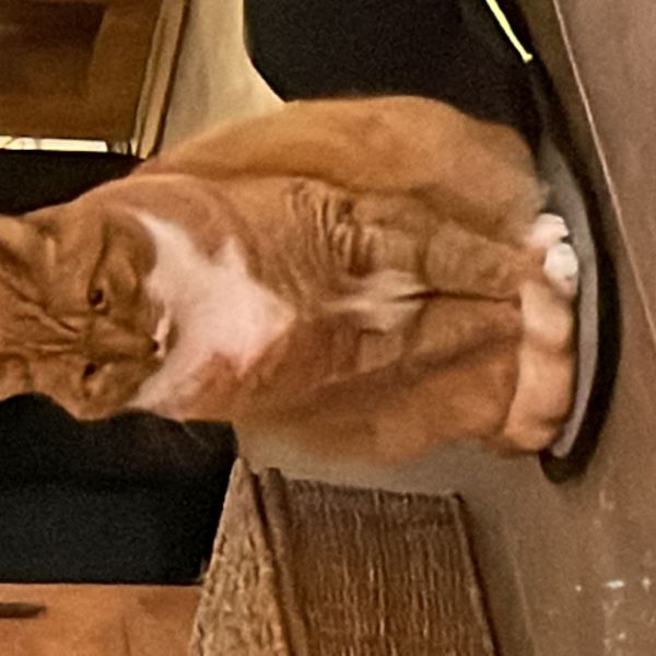 Jochem uit Leiden zoekt een Kattenoppas