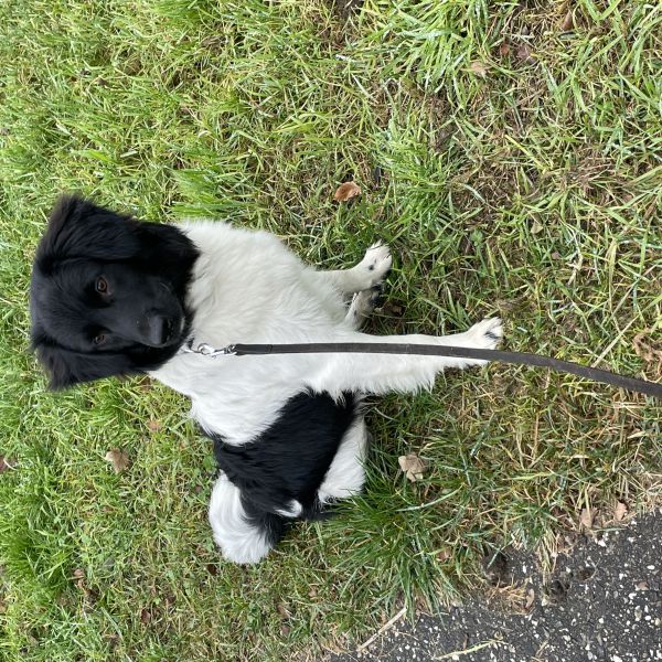 Ollie uit Boxtel zoekt een Hondenoppas