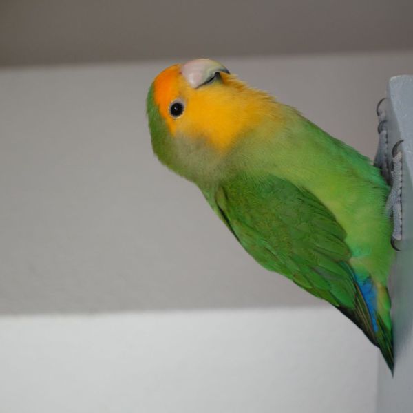 Charlie uit Utrecht zoekt een Vogeloppas