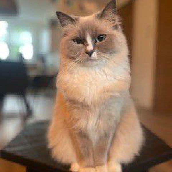 Dummie uit Maurik zoekt een Kattenoppas
