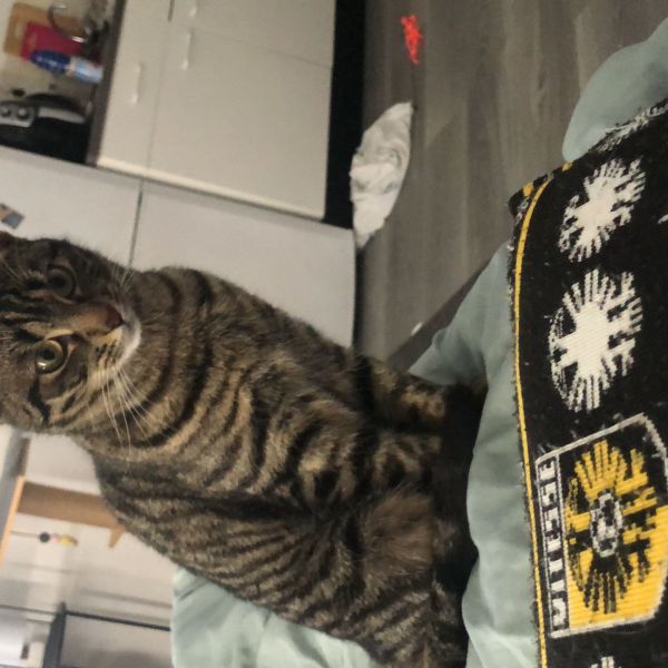 Billie, Ollie uit Leeuwarden zoekt een Kattenoppas