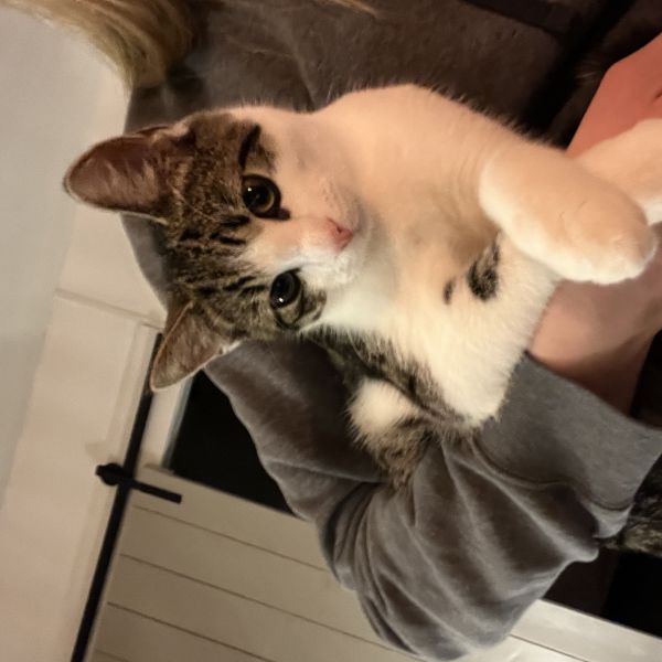Kenny uit Leeuwarden zoekt een Kattenoppas