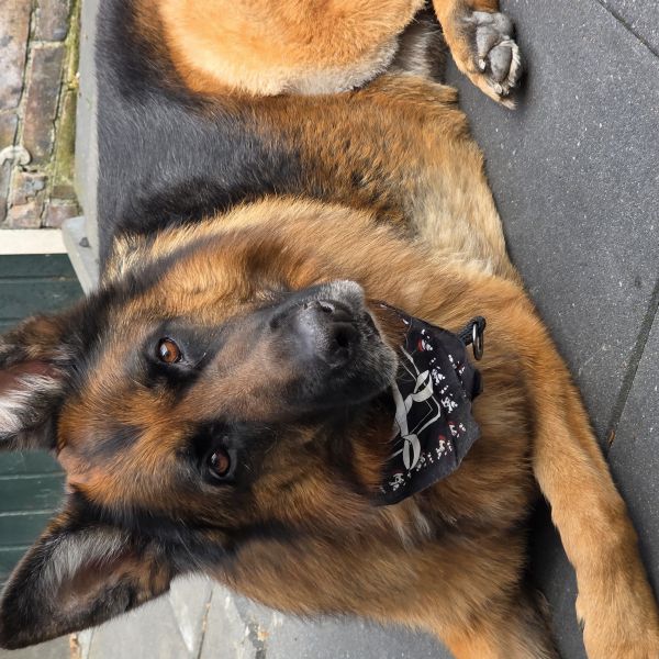 Pablo uit Spijkenisse zoekt een Hondenoppas