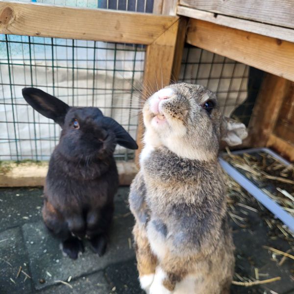 Huisdierenoppas Amy uit Lutjebroek
