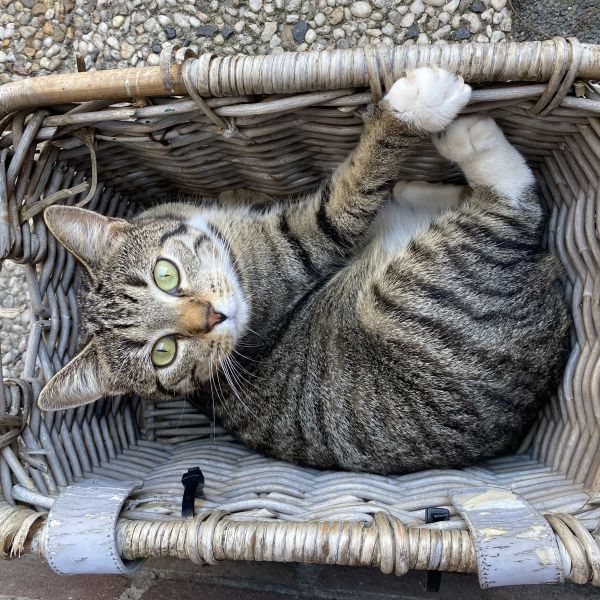 Kiwi uit Nijmegen zoekt een Kattenoppas