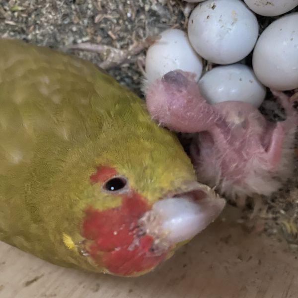 Kakariki, Meyer uit Bodegraven zoekt een Vogeloppas