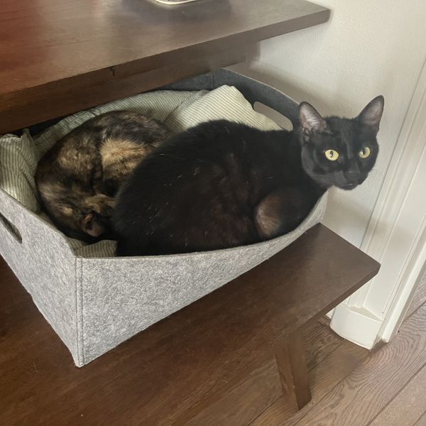 Henri, Cato uit Wormerveer zoekt een Kattenoppas