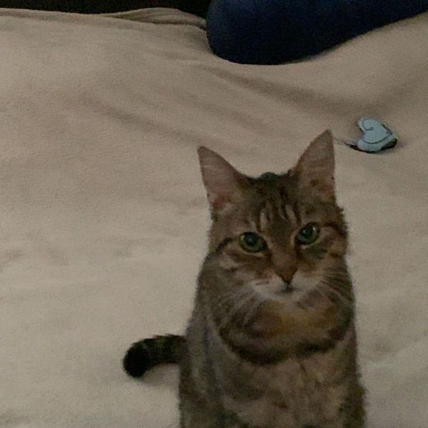 Tygo, Kasper uit Wijchen zoekt een Kattenoppas