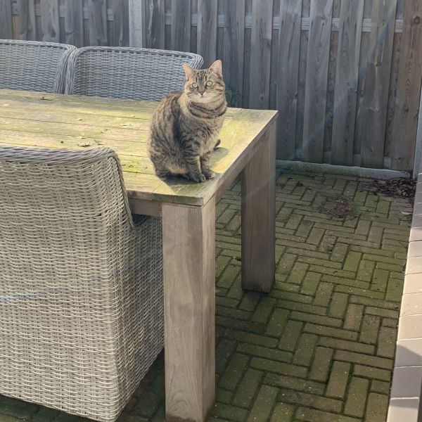 Julia, JJ uit Almelo zoekt een Kattenoppas