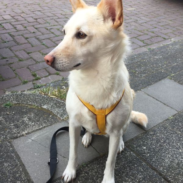 Snuf uit Kampen zoekt een Hondenoppas