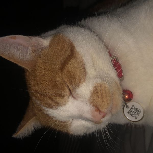 Balfie, Moosje uit Doetinchem zoekt een Kattenoppas
