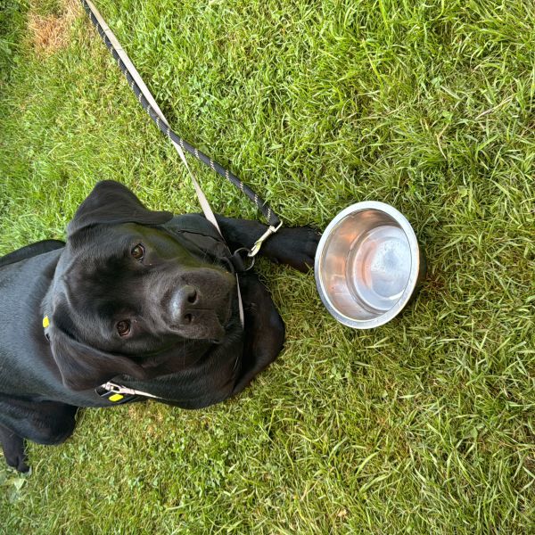 Kaya uit Maarssen zoekt een Hondenoppas