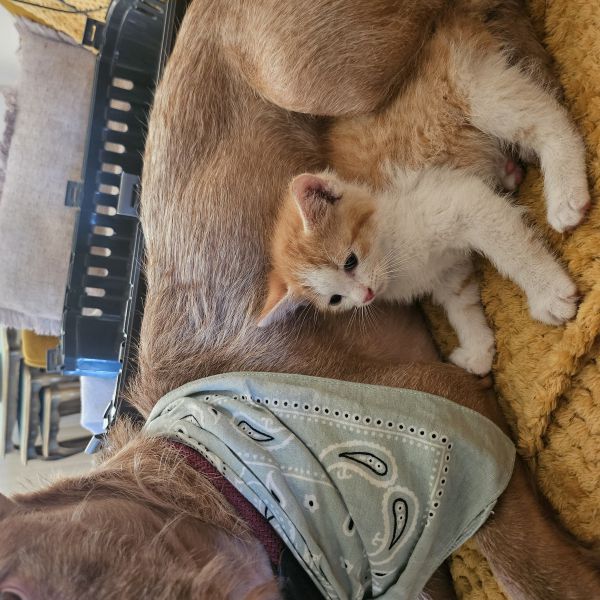 Finn uit Den Haag zoekt een Kattenoppas