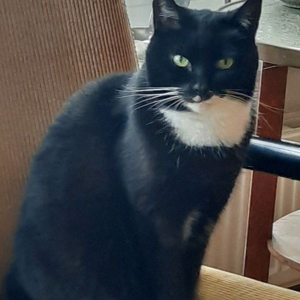 Mika uit Ulft zoekt een Kattenoppas