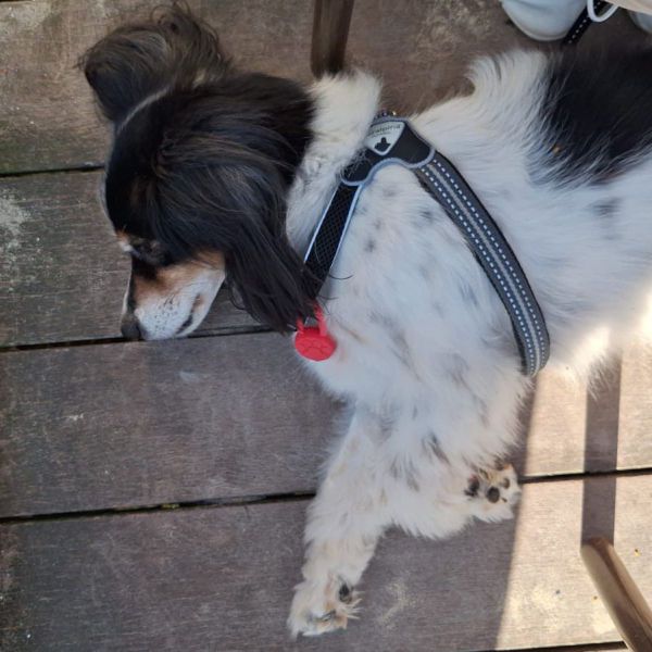 Huisdierenoppas Damian uit Almere