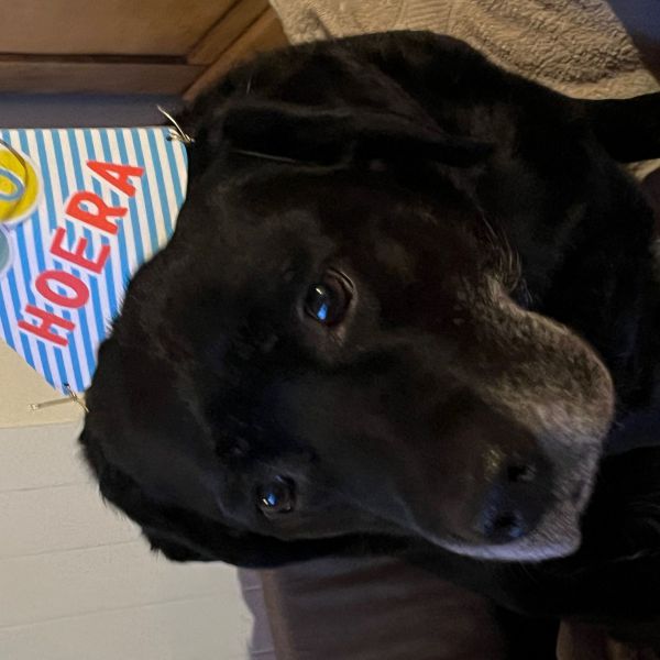 Yara uit Drachten zoekt een Hondenoppas