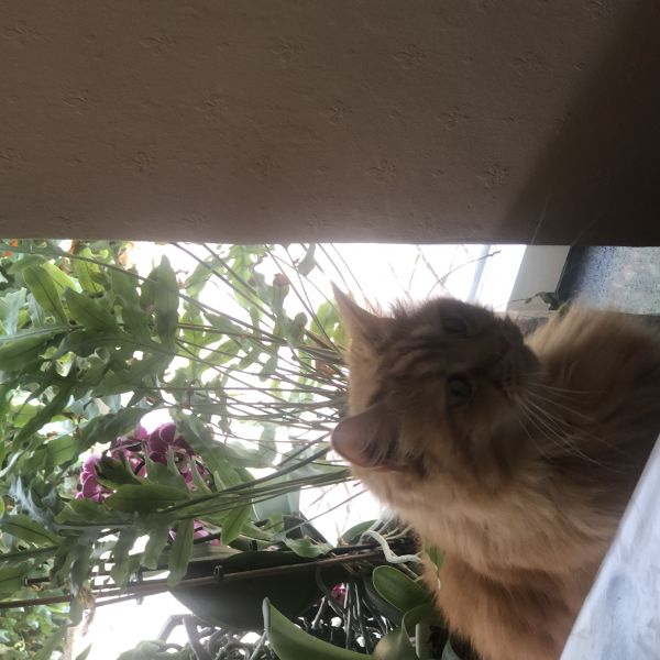 Bas uit Nieuwe Pekela zoekt een Kattenoppas