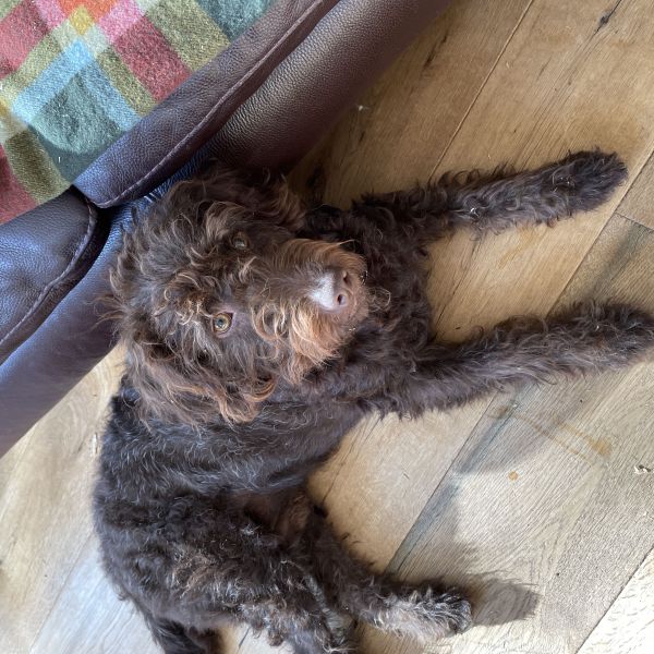 Ollie uit Zwammerdam zoekt een Hondenoppas