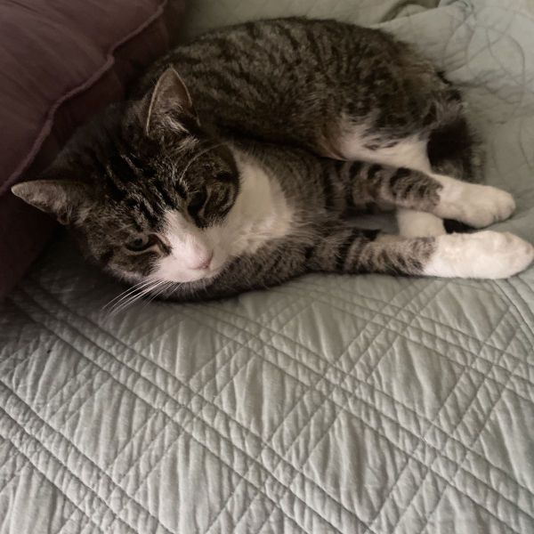 Jorge, Puss uit Utrecht zoekt een Kattenoppas