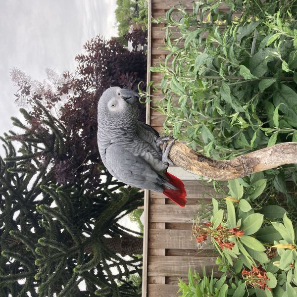Pipo uit Breda zoekt een Vogeloppas