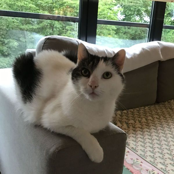 Binkie, Beau uit Den Bosch zoekt een Kattenoppas