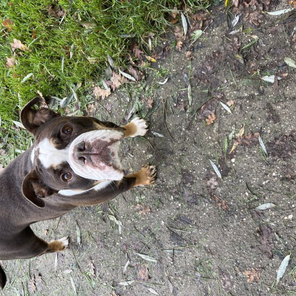 Molly uit Amsterdam zoekt een Hondenoppas