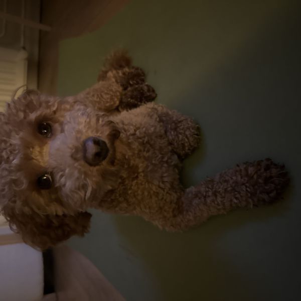 Benji uit Uden zoekt een Hondenoppas