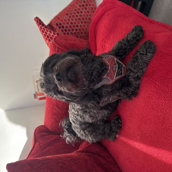 Mica uit Arnhem zoekt een Hondenoppas