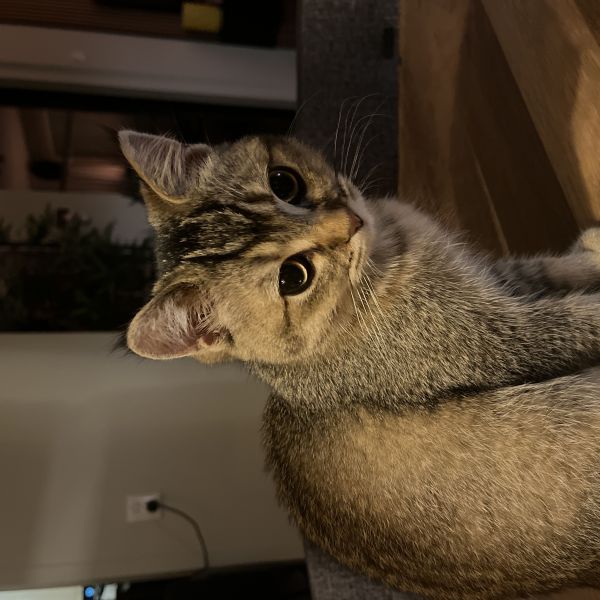 Kiki, Milo uit Spijkenisse zoekt een Kattenoppas