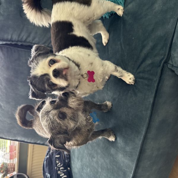 Lisa en laika uit Nunspeet zoekt een Hondenoppas