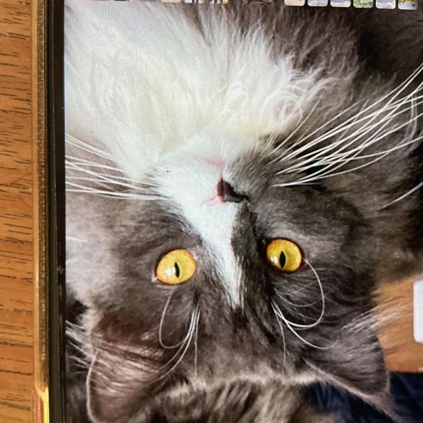 Charlie uit Beusichem zoekt een Kattenoppas