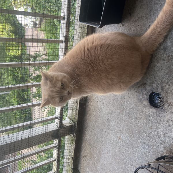 Simba, Pumi, Maru uit Amsterdam zoekt een Kattenoppas
