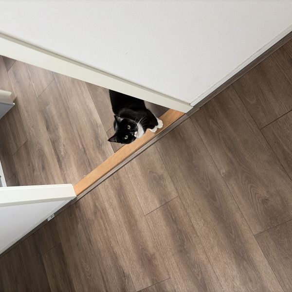 Josh, Free uit Ijmuiden zoekt een Kattenoppas