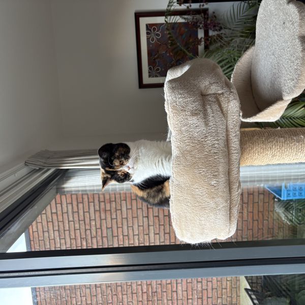 Noortje, QT, Pip uit Blaricum zoekt een huisdierenoppas