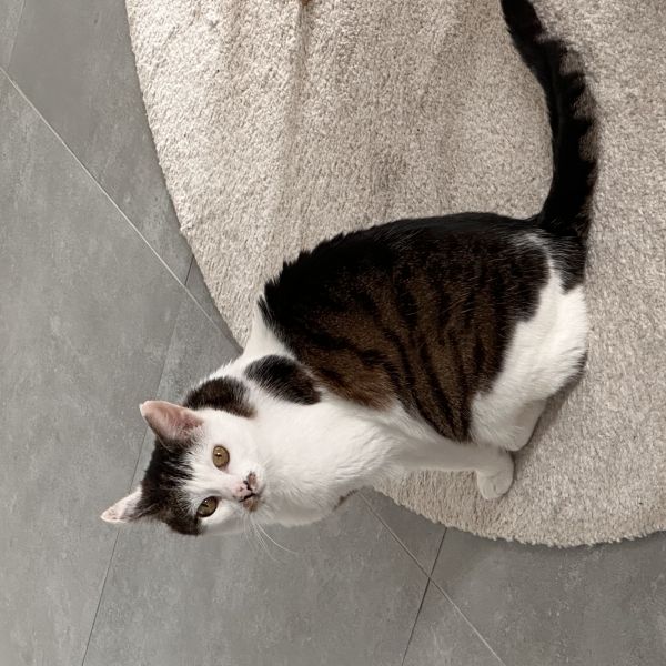 Milo uit Maasmechelen zoekt een Kattenoppas