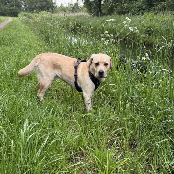 Archie uit Krimpen Aan Den Ijssel zoekt een Hondenoppas