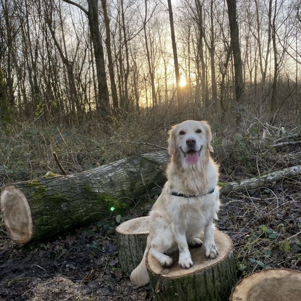 Luna uit Amsterdam zoekt een Hondenoppas