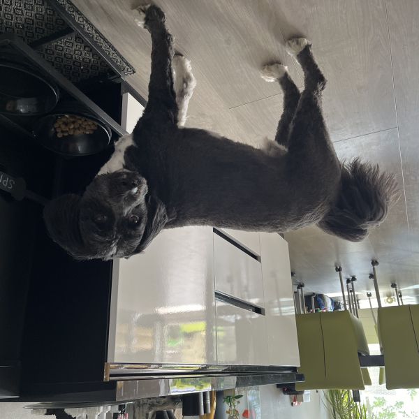 Spike uit Zoetermeer zoekt een Hondenoppas