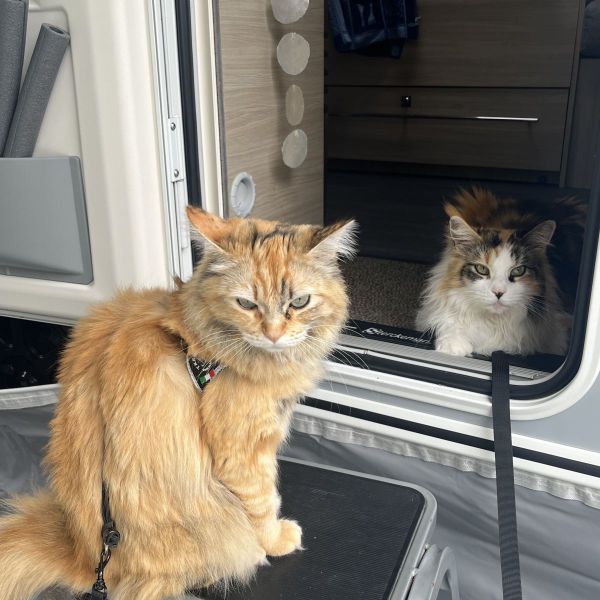 Kattenoppas Liene uit 'T Harde
