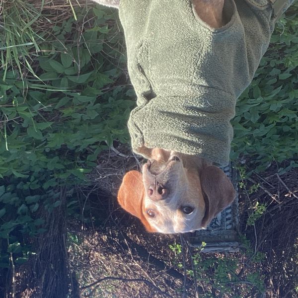 Harrie uit Zeist zoekt een Hondenoppas