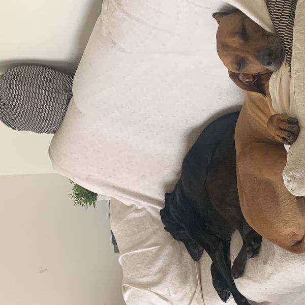 Gijs, Sam uit Putten zoekt een Hondenoppas