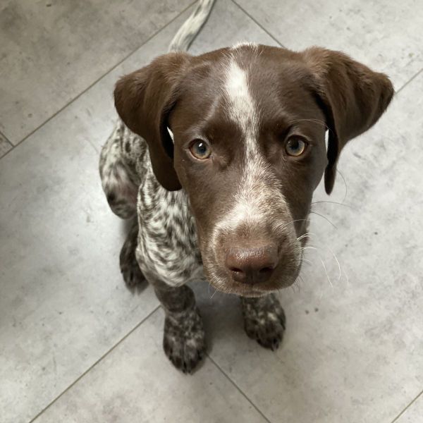 Lou uit Groningen zoekt een Hondenoppas