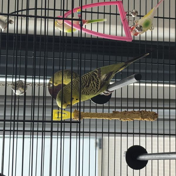 Pettepet uit Den Haag zoekt een Vogeloppas