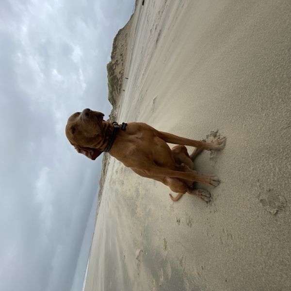 Storm uit Abcoude zoekt een Hondenoppas
