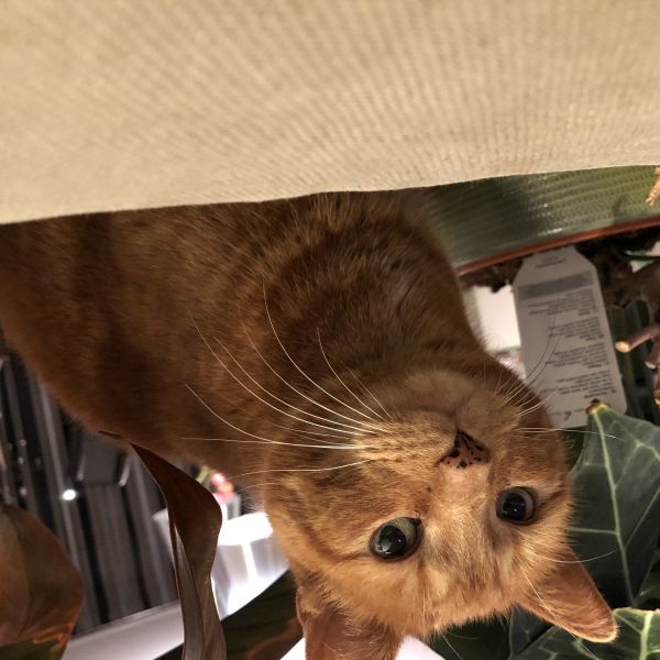 Buuf uit Alphen Aan Den Rijn zoekt een Kattenoppas