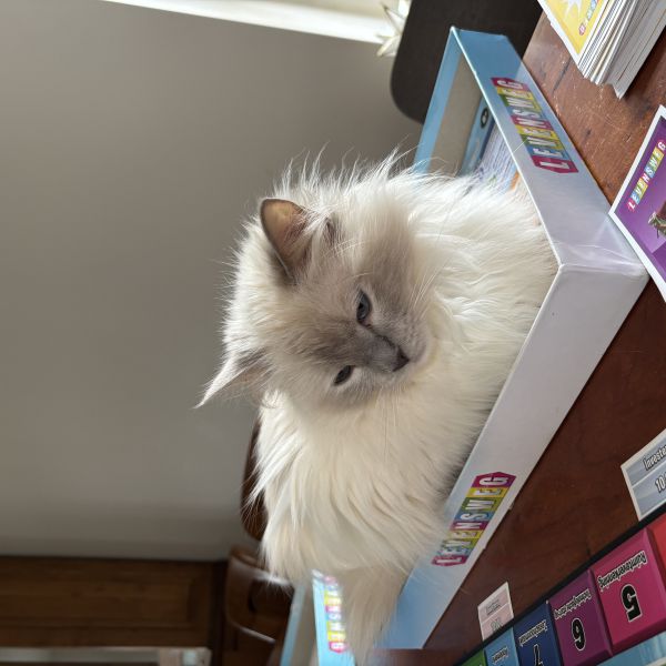 Prinses, Millie uit Geldermalsen zoekt een Kattenoppas