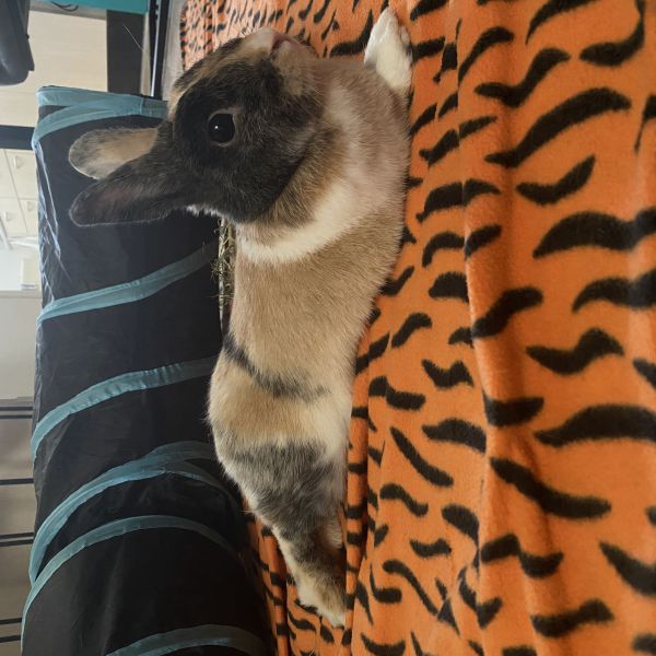 Charlie, Nova uit Vinkeveen zoekt een Knaagdierenoppas