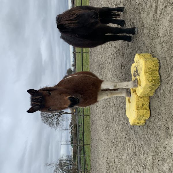 Fina, Jón, Mellow uit Warmenhuizen zoekt een huisdierenoppas